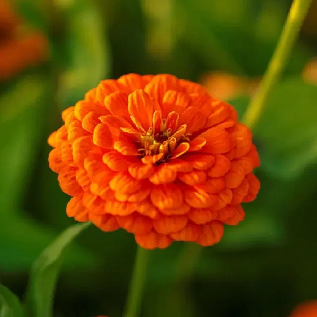 Jignisha Seeds Zinnia Orange Flower Seeds, Orange, Pack of 30