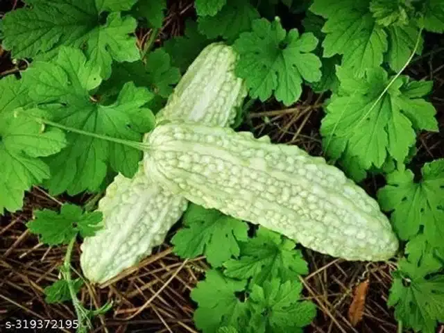White Karela Vegetable Seeds, Pack of 15