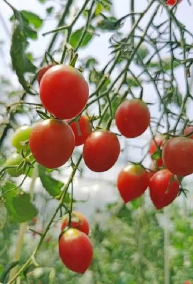 Recron Seeds of Hybrid Tomatoes, Pack Of 50