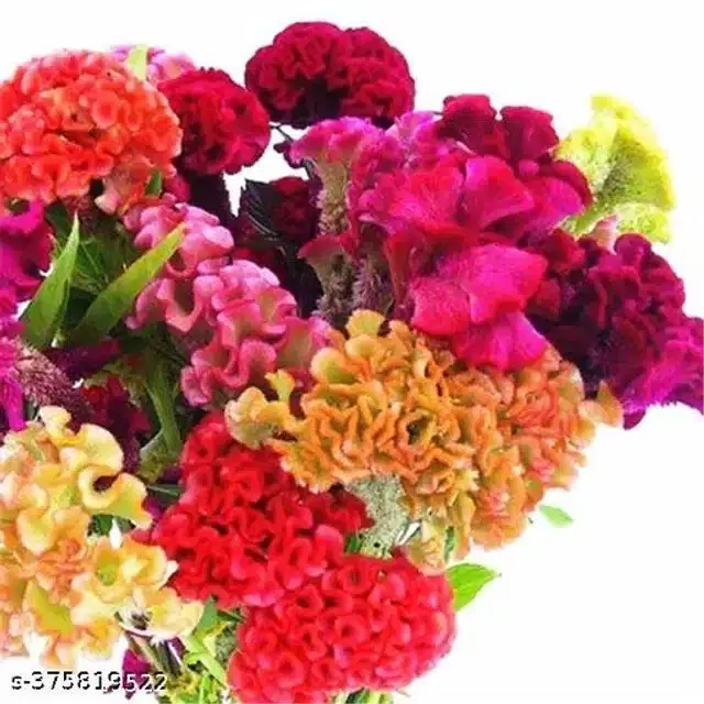 Creative Farmer Flower Seeds, Pack of 30