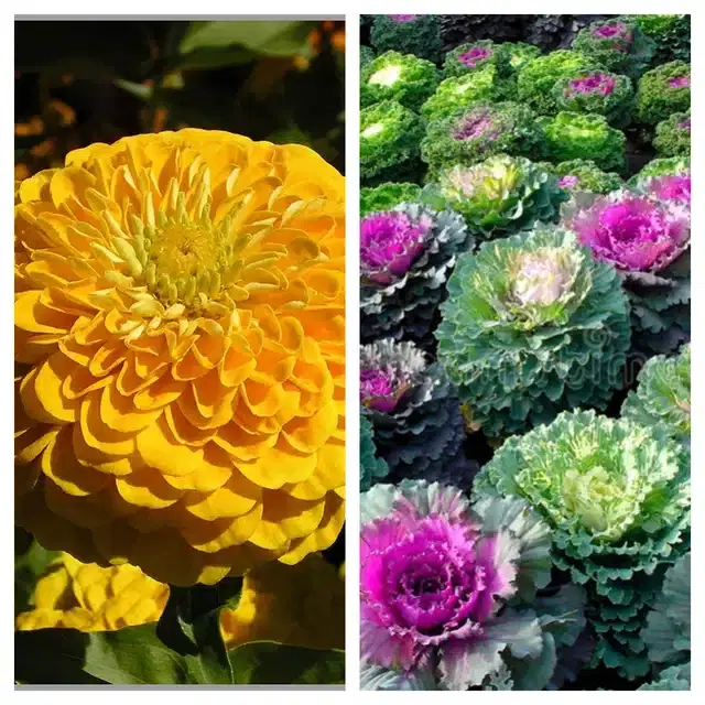 Zinnia Yellow & Flowering Kale Flower Seeds, Pack of 2