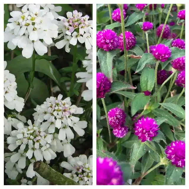 Candytuft Flower & Gomphrena Purple Flower Seeds, Pack of 2