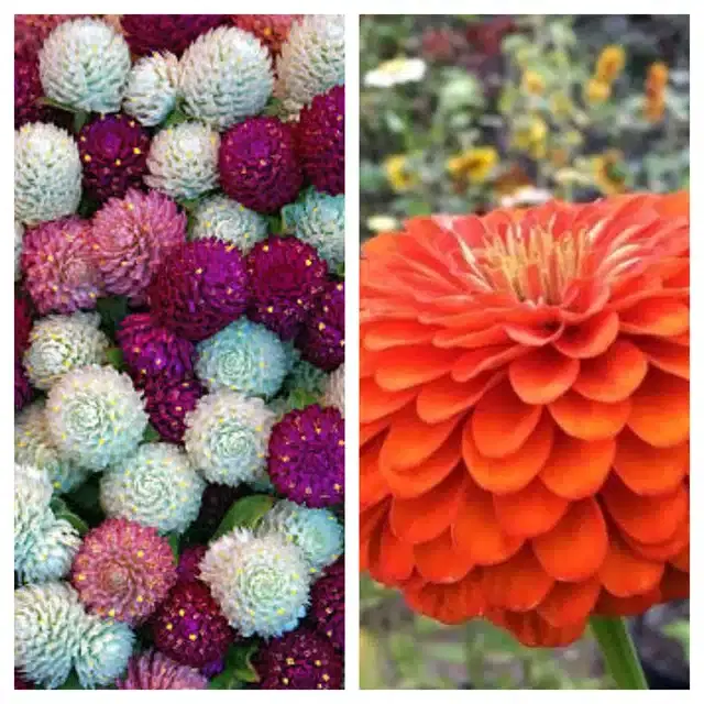 Gomphrena Mix & Zinnia Orange Flower Seeds, Pack of 2