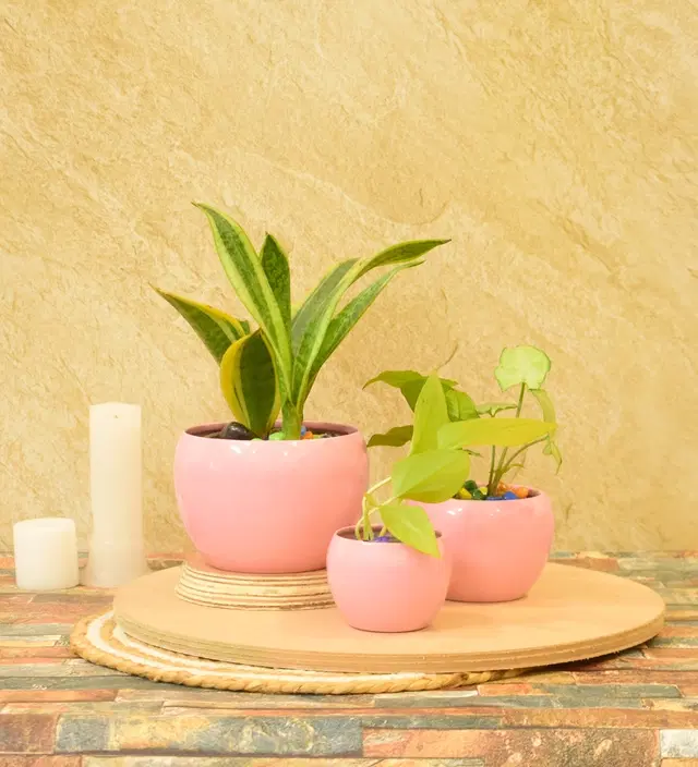 Metal Planter for Home, Pink, Pack of 3