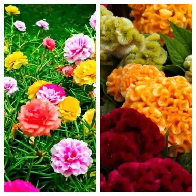 Petunia Mix & Cockscomb Mix Flower Seeds, Pack of 2