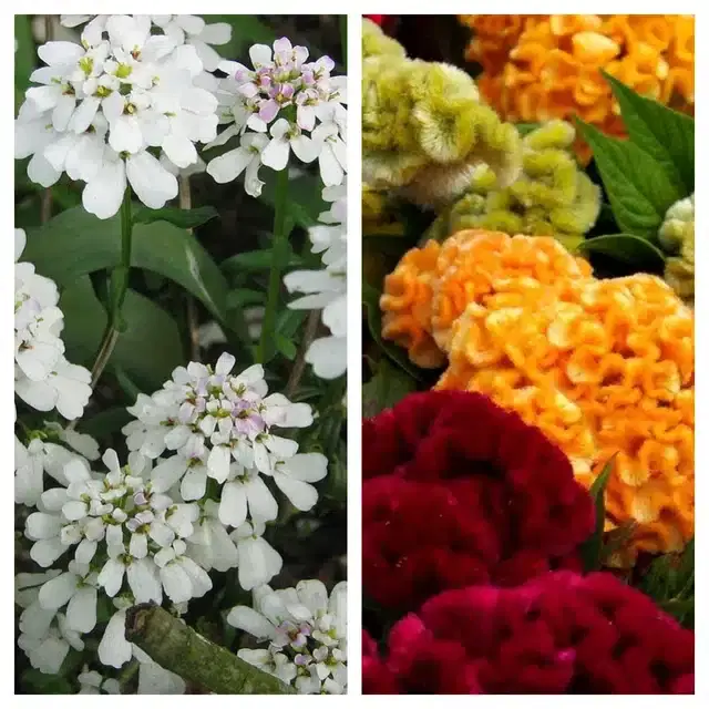 Candytuft Flower & Cockscomb Mix Flower Seeds, Pack of 2