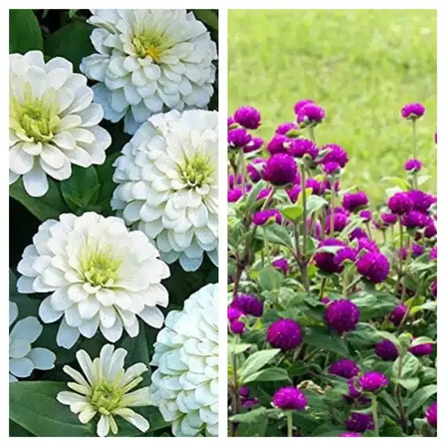 Zinnia White & Gomphrena Purple Flower Seeds, Pack of 2