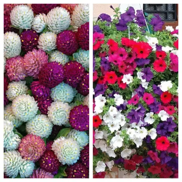 Gomphrena Mix & Petunia Mix Flower Seeds, Pack of 2