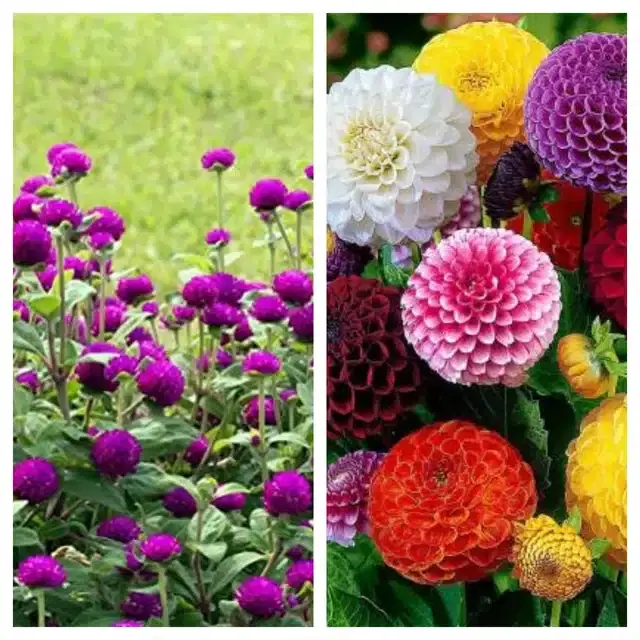 Gomphrena Purple & Dahlia Mix Flower Seeds, Pack of 2