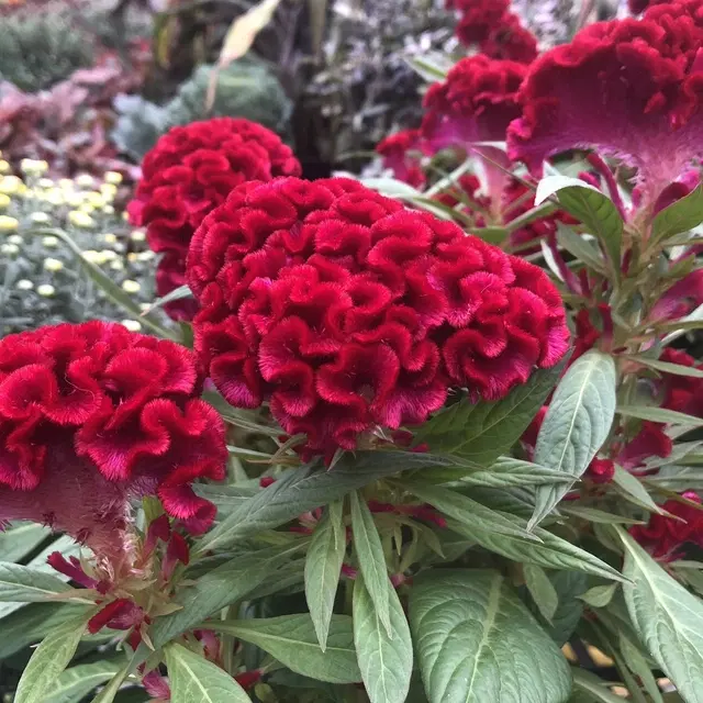 Cockscomb Red Flower Seeds, Pack of 30