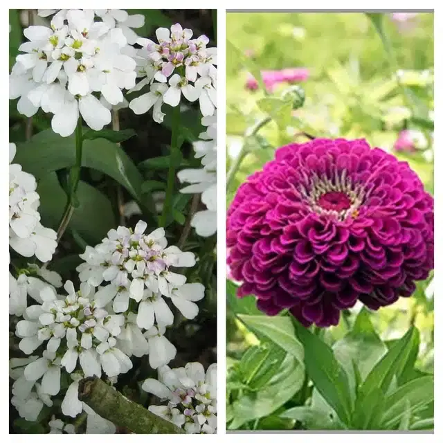 Candytuft Flower & Zinnia Purple Flower Seeds, Pack of 2