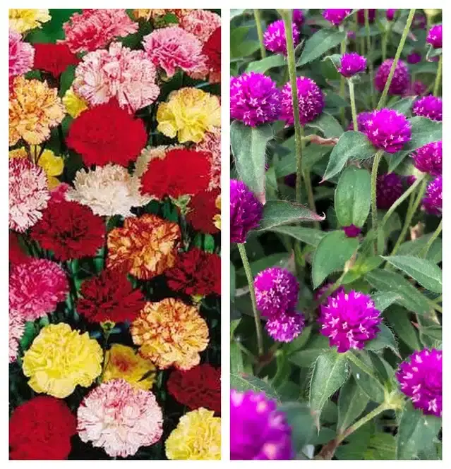 Carnation Mix & Gomphrena Purple Flower Seeds, Pack of 2