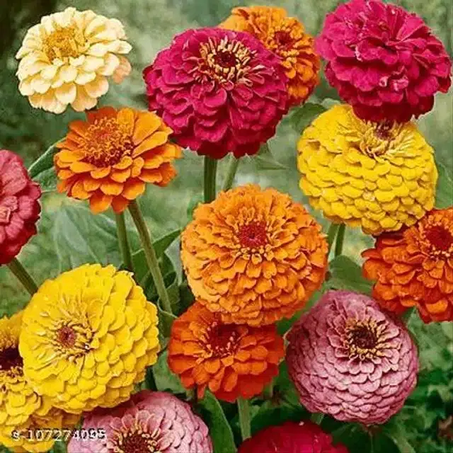 Dahlia Mixed Seeds, Pack of 20