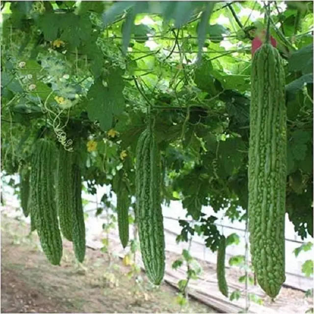 Green Bittergourd Vegetable Seeds, Pack of 15