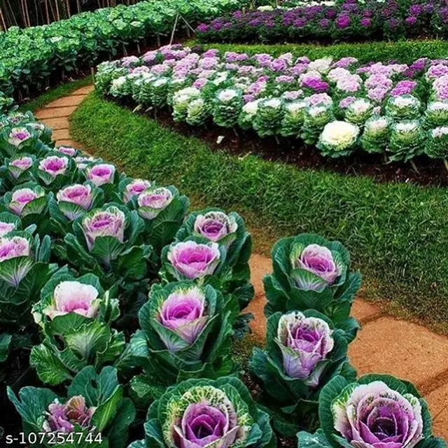 Flowering Kale Flower Seeds, Pack of 30