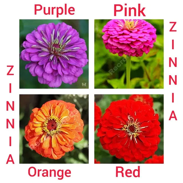 Jignisha Seeds 4 Type of Zinnia Flower Seeds, Red, Set of 1