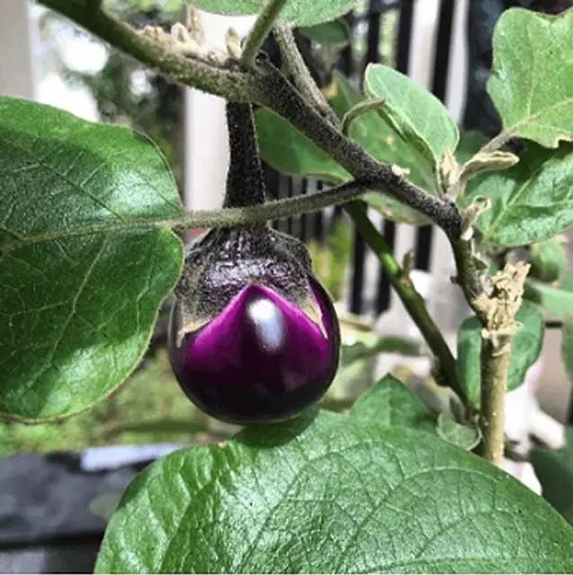 Purple Round Brinjal Seeds, Pack Of 50