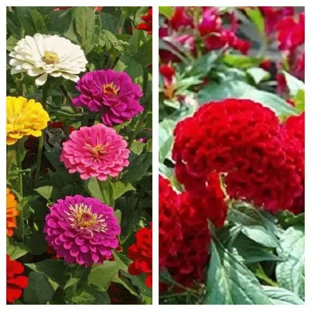 Zinnia Mix & Coskscomb Red Flower Seeds, Pack of 2