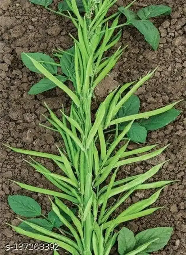 Cluster Bean Seeds, Pack of 50