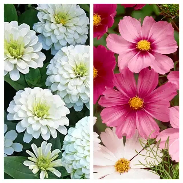 Zinnia White & Cosmos Mix Flower Seeds, Pack of 2