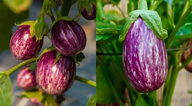 Exotic Brinjal Kateri Seeds For Gardening, Pack Of 50
