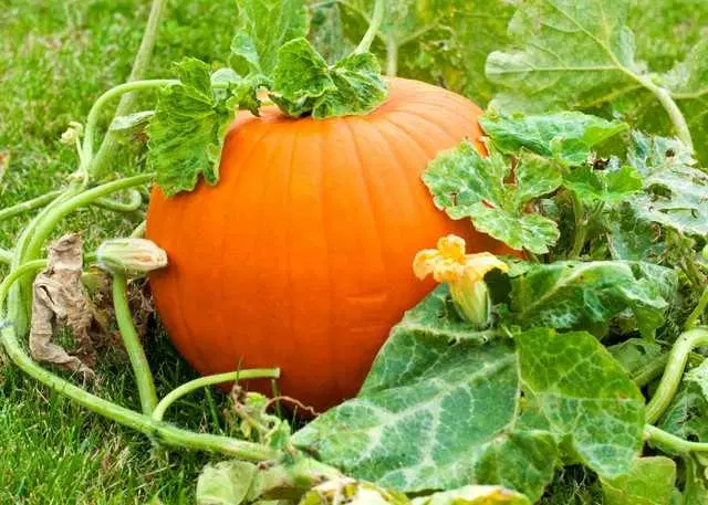 Seeds of Hybrid Pumpkin, Pack Of 10