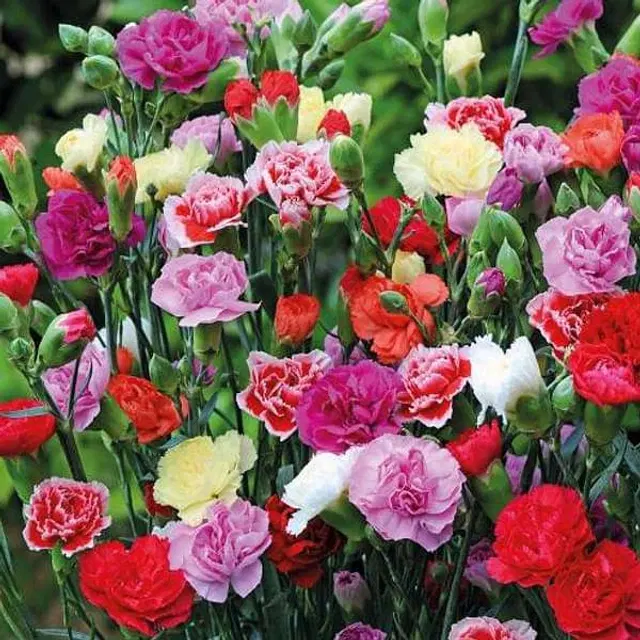 Carnation Mix Flower Seeds, Pack of 30