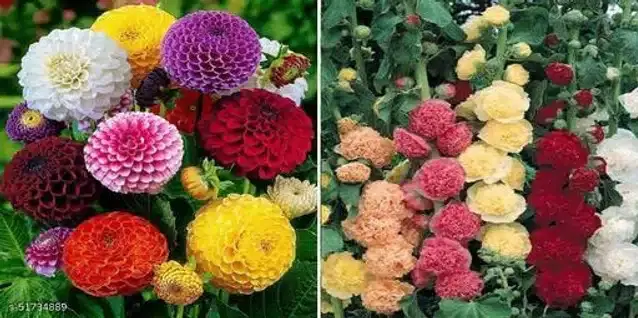 Seeds of Hollyhock & Dahlia Mixed Flowers, Pack of 2