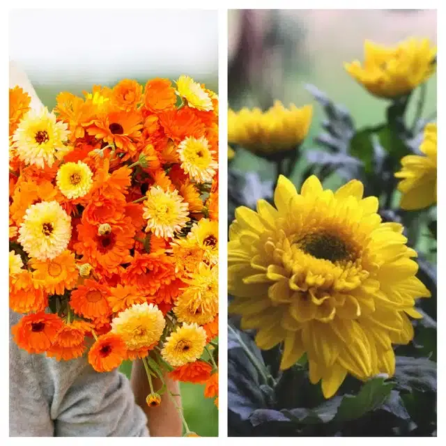 Calendula Mix & Chrysanthemum Yellow Flower Seeds, Pack of 2