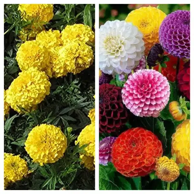 Marigold Orange & Dahlia Mix Flower Seeds, Pack of 2