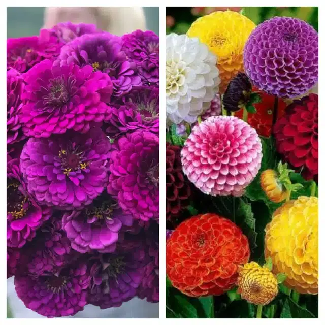 Zinnia Purple & Dahlia Mix Flower Seeds, Pack of 2
