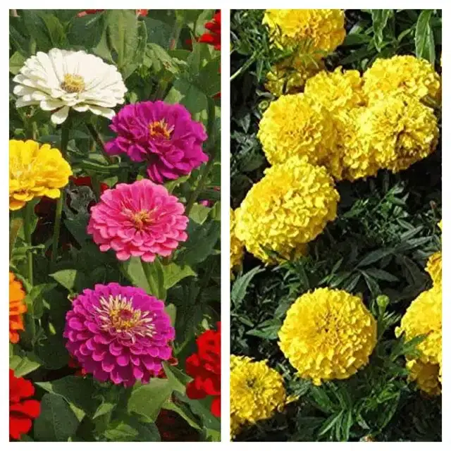 Zinnia Mix & Marigold Yellow Flower Seeds, Pack of 2