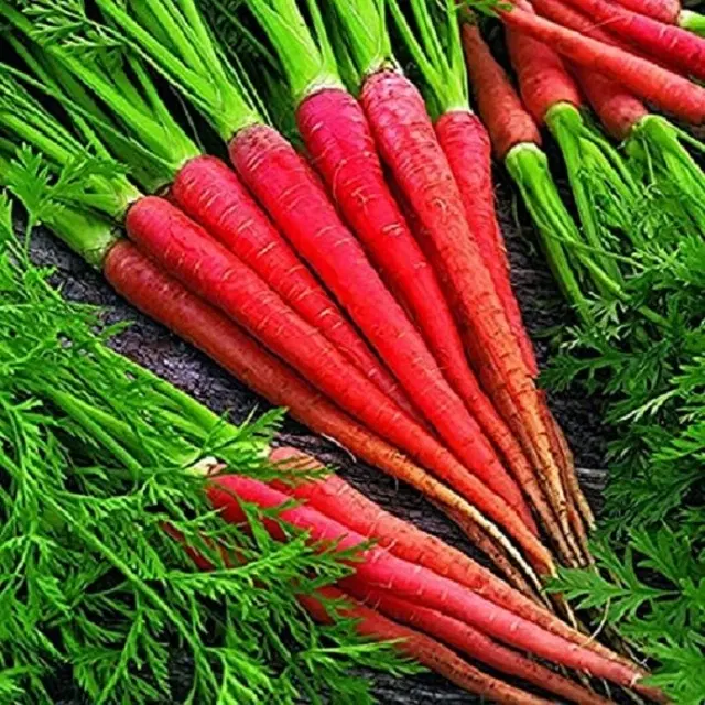 Red Carrot Vegetable Seeds, Pack of 50