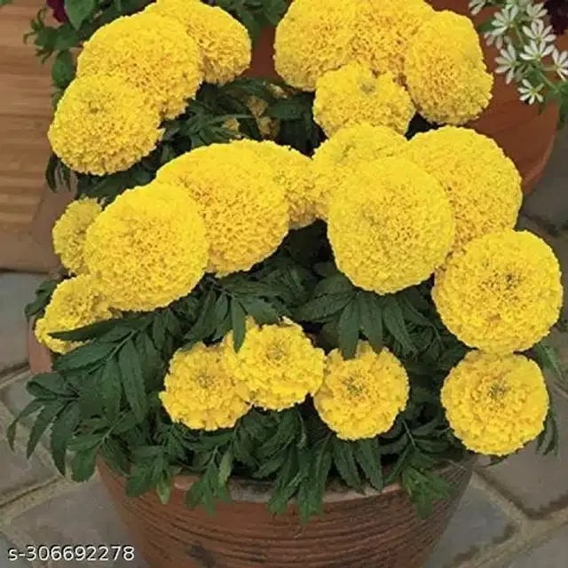 Marigold Yellow Flower Seeds, Pack of 40