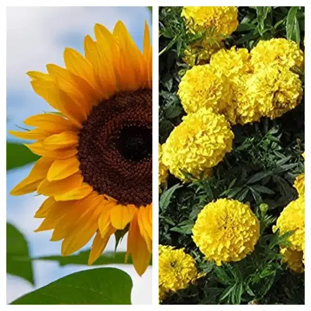 Sunflower & Marigold Yellow Flower Seeds, Pack of 2