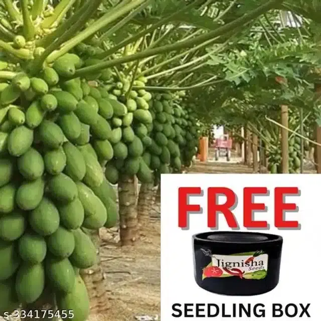 Papaya Seeds, Pack of 100