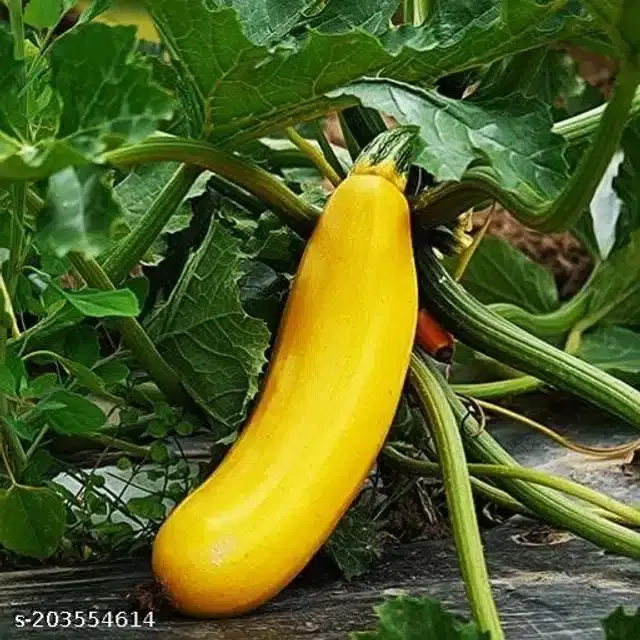 Zucchini Yellow Squash Seeds, Pack of 10