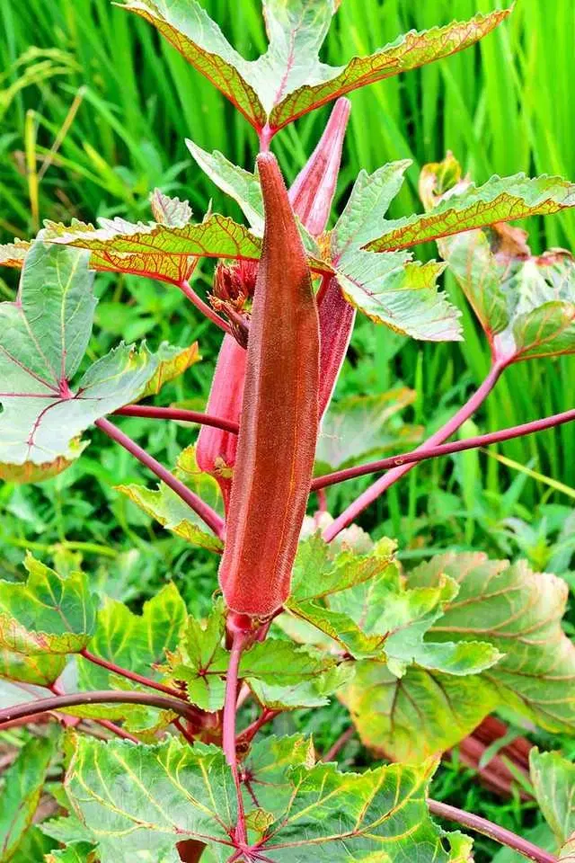 Red Bhindi Seeds, Pack Of 30