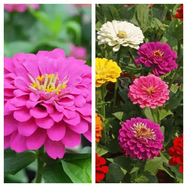 Zinnia Pink & Zinnia Mix Flower Seeds, Pack of 2