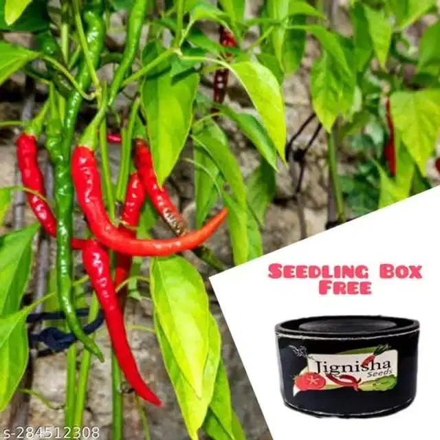 Hybrid Long Chilli Seeds, Pack of 50