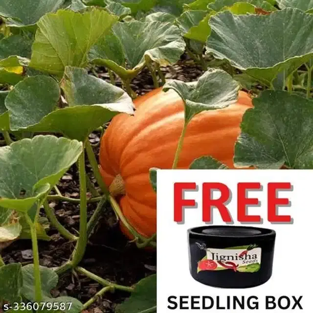 Kaddu Big Orange Exported Pumpkin Fruit Seeds, Pack of 10