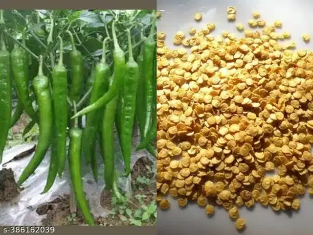 Mota Mirchi Seeds, Pack of 50