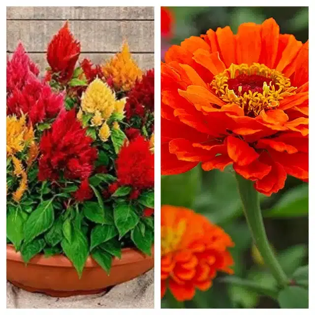 Celosia Mix & Zinnia Orange Flower Seeds, Pack of 2
