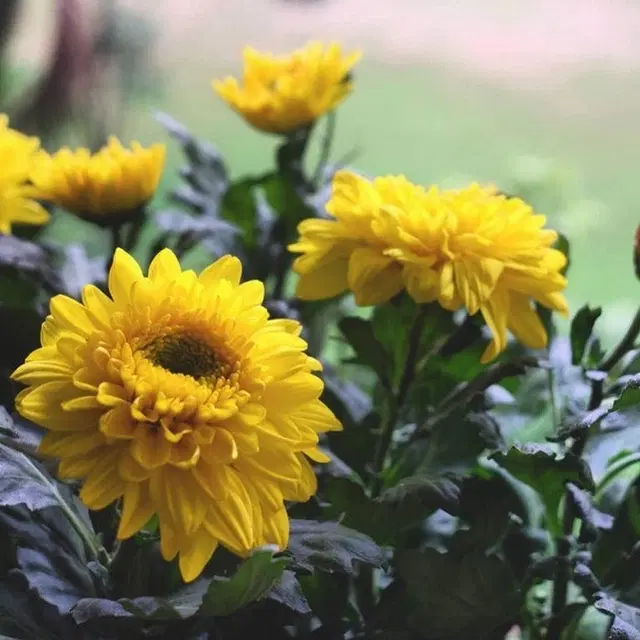 Chrysanthemum Yellow Flower Seeds, Pack of 30