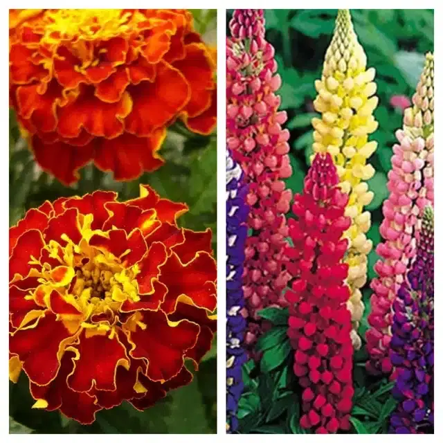 Marigold French & Lupine Mix Flower Seeds, Pack of 2