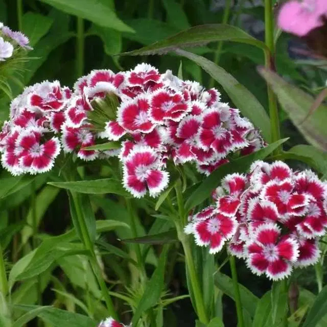 Recron Seeds of Mixed Sweet William, Pack Of 30