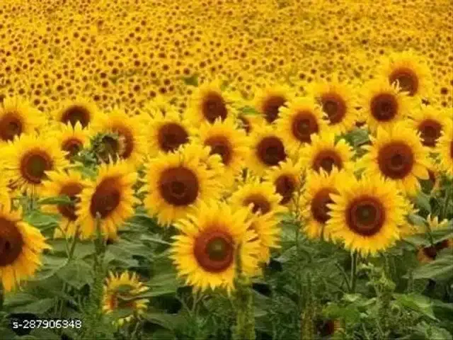 Sunflower Seeds, Pack of 30