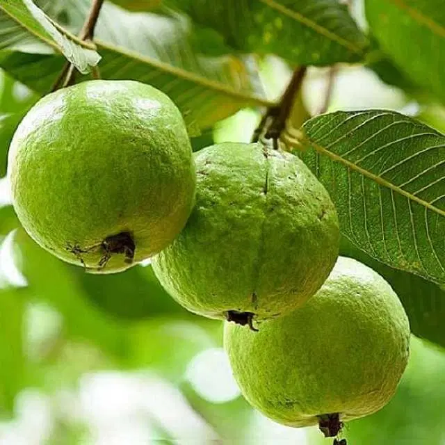 Hybrid Red Seeds Red Guava, Pack Of 50