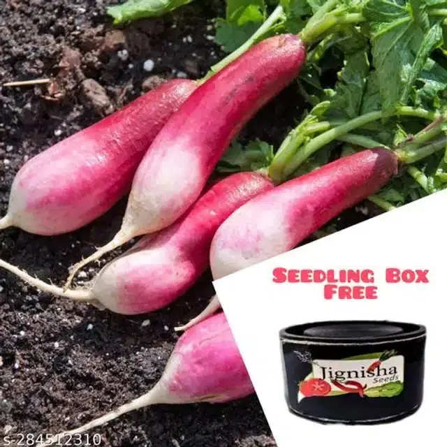 Red Radish Vegetable Seeds, Pack of 50