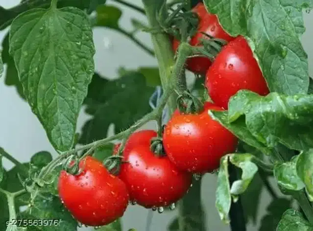 Tomato Red Hybrid Quality Vegetable Seeds, Pack of 50